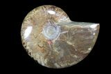 Lot: kg Iridescent, Red Flash Ammonites (-) - Pieces #82482-1
